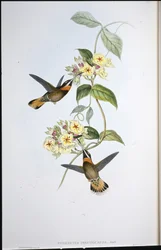 Rehschwanz-Schattenkolibri (Threnetes cervinicauda)