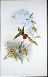 Feuerschwanz-Säbelschnäbler (Avocettula Recurvirostris)
