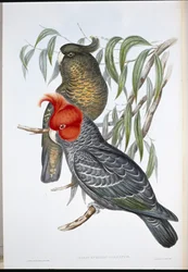 Helmkakadu (Callocephalon galeatum)