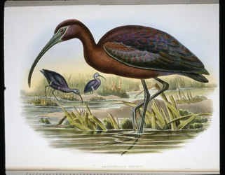 Glänzender Ibis