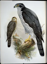 Habicht (Astur Palumbarius)