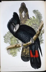 Großer Schwarzschnabelkakadu (Calyptorhynchus macrorhynchus)