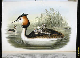 Haubentaucher (Podiceps Cristatus)