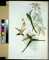 Grünschwanzsylphe (Cynanthus smaragdicaudus)