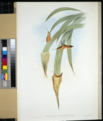 Graukehl-Einsiedler (Phaethornis Griseogularis)