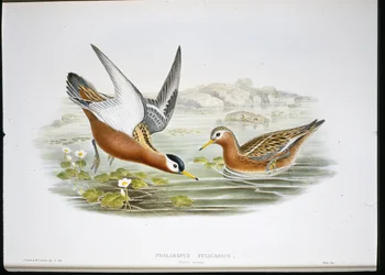Thorshühnchen (Phalaropus Fulicarius)