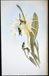 Heliodors Waldstern