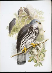 Wespenbussard (Pernis Apiuorus)