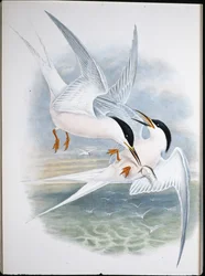 Rotmilan (Milvus Regalis)