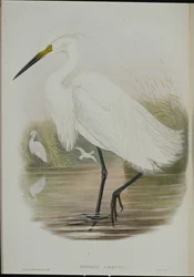 Kleiner Reiher (Egretta Garzetta)