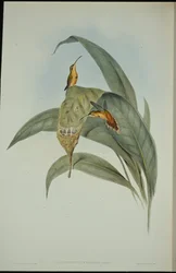 Kleiner Hermelin