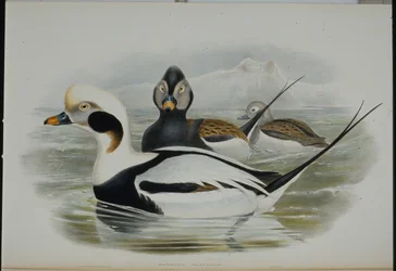 Eisente (Harelda glacialis)