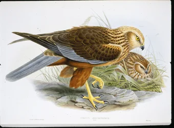 Rohrweihe (Circus Aeruginosus)