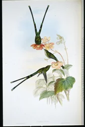 Nouna-koaliI (Lesbia Nuna)