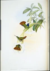 Oenone-Kolibri (Chrysuronia Oenone)