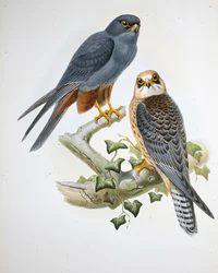 Rotfußfalke