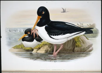 Austernfischer (Heamatopus Ostralegus)