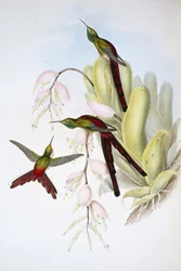 Phaon-Komet