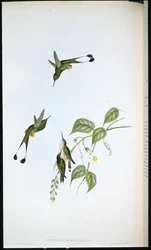 Rotstiefel-Fächerschwanz (Spathura Rufocaligata)