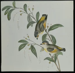Rotstirn-Pardalote (pardalotus rubricatus)