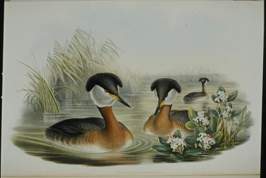 Rothalstaucher (Podiceps Rubricollis)
