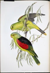 Rotflügel-Lori (Aprosmictus Erythropterus)