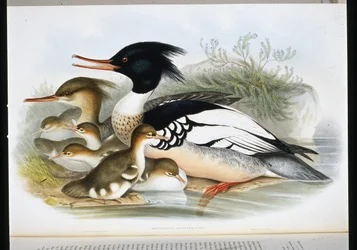 Mittelsäger (handkolorierte Lithografie)