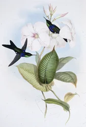 Glänzender Panoplites (Thalurania Refulgens)