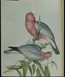 Rosenkakadu (Cacatua eos)