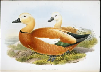 Rostgans (Casaraca Rutila)