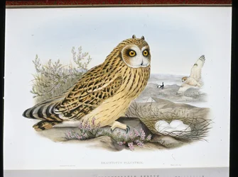 Sumpfohreule (Brachyotus Palustris)