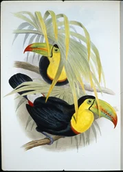 Kurzschnabel-Tukan (Ramphastos Brevicarinatus)