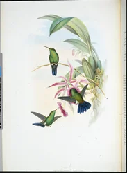 Sophias Erythronote
