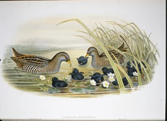 Tüpfelsumpfhuhn (Porzana Maruetta)