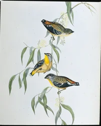 Fleckenpardalote