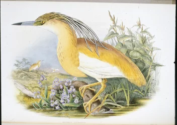 Rallenreiher (Buphus Comatus)