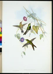 St. Domingo Kolibri (Sporadinus Elegans)