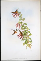 Streifenkehl-Einsiedler (Phaethornis Striigularis)
