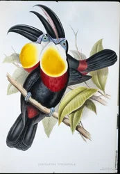 Schwefel- & Weißbrust-Tukan (Ramphastos Vitellinus)