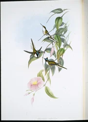 Sonnenjuwel (Heliactin Cornuta)