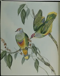 Swainsons Fruchttaube (Ptilinopus Swainsonii)