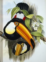 Toco-Tukan (Ramphastos Toco)