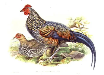 Zwei asiatische Fasanen (Gallus Sonneratii) graviert vom Künstler und William Hart (1823-1894)