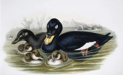 Samtente (Oidemla Fusca)