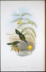 Keilschwanz-Säbelkolibri (Campylopterus Pampa)