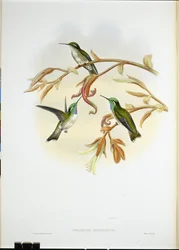 Weißbauch-Kasik-Kolibri (Coeligena Hemileuca)