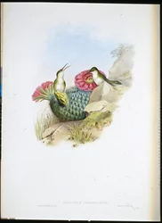 Weißbrust-Leucippus (Leucippus chionogaster)