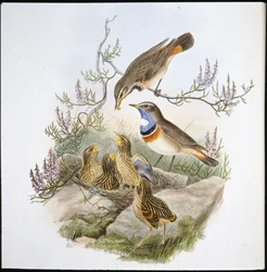 Weißkehl-Blaukehlchen (Cyanecula Leucocyana)