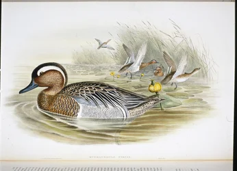 Knäkente (Querquedula circia)