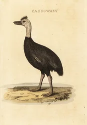 Südlicher Kasuar, Casuarius casuarius